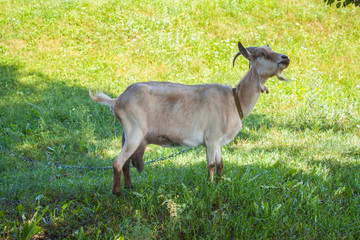Goat grazing in a meadow. Cattle standing in field eating green grass