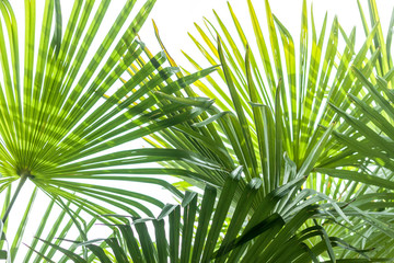 Obraz na płótnie Canvas closeup palm tree leaf