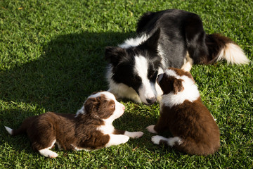 Border Collie Adult and Pups