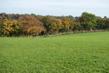 Fototapeta premium Autumn Field