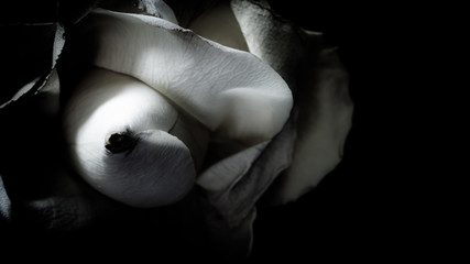 Black and white image of rose bud and petal on dark black background