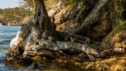 Old tree perched on the edge of the Swan River