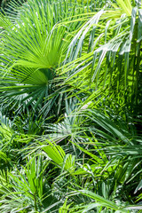 closeup palm tree leaf