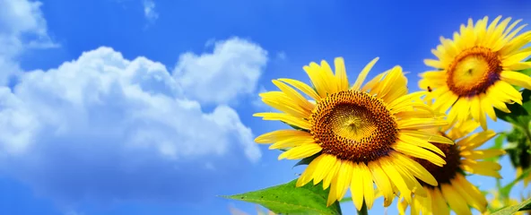 Crédence de cuisine en verre imprimé Tournesol Sunflowers under blue sky