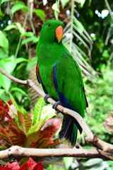 A beautiful Eclectus parrot sits perched on a branch in its environment.