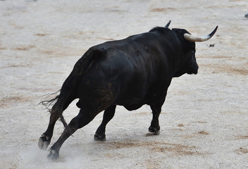 black bull in spain