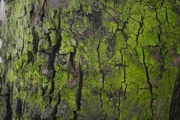 Árbol textura verde