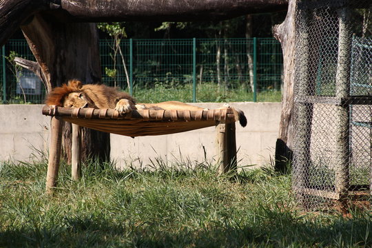 zoo