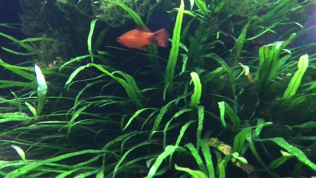 Tropical fish swimming in aquarium