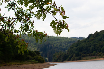 Trees growing out over ladybower reservoir