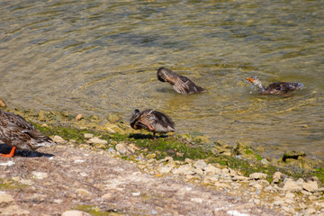 Moma duck and her babies drying off after a morning swim
