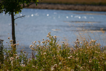 Flowers ready to spread