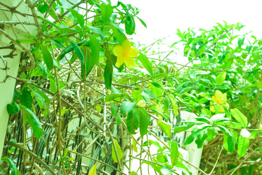Plantes et fleurs 