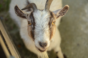 pygmi goat is staring at you