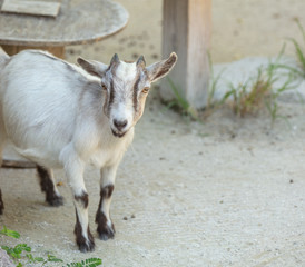 pygmi goat watches you approach