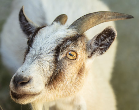pygmi goat gets a side profile shot