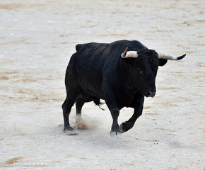 toro negro español