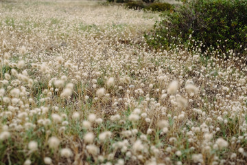Dry autumn grass at sunset with faded colors