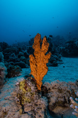 Naklejka na ściany i meble Orange hard coral emerging from the reef in the Red Sea, Egypt