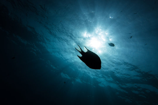 silhouette of a reef fish at then of a dive in the Red Sea, Egypt