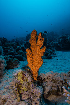 Orange hard coral emerging from the reef in the Red Sea, Egypt