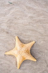 Fototapeta na wymiar Starfish and shells on the sand of a beach