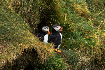 Two Puffins