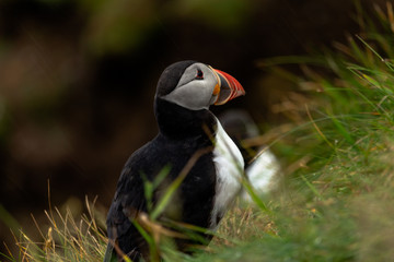 A Puffin in the rain