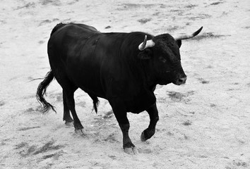 black bull in spain
