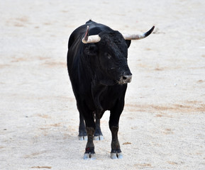 black bull in spain