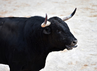 black bull in spain