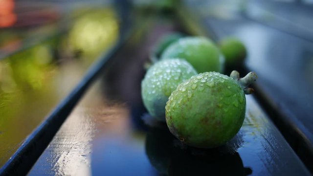 Fresh green fejoa fruit fallen on wet ground reflecting person in background picking fruit up in vibrant colors early morning.