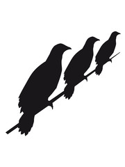 Fototapeta premium rabe strom leitung 3 freunde team crew seil sitzend silhouette schwarz umriss schatten adler falke taube vogel fliegen clipart