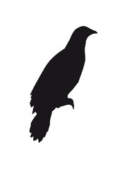 rabe sitzend silhouette schwarz umriss schatten adler falke taube vogel fliegen clipart