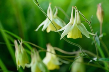 夏の山野にオダマキの花