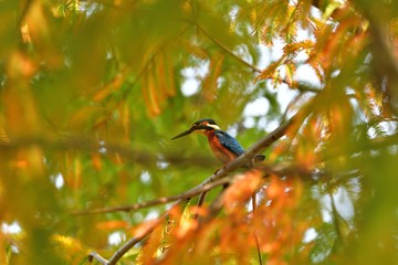 メタセコイヤの黄葉に囲まれたカワセミ