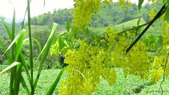 Thailand Chiang Rai Rural Landscape