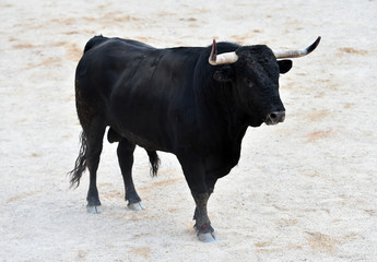 toro negro español