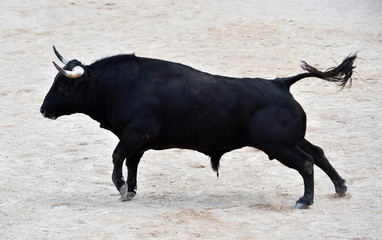 toro negro español