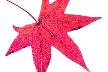 Autumn leafs on white background 