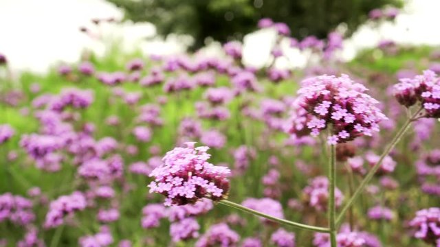 Close-up of beautiful of purple verbena bonariensis flowers in courtyard. 4K video