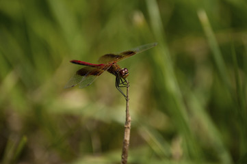Brown Iowa Dragonfly with Nose Hair