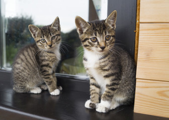 Naklejka na ściany i meble Two small striped kittens sit on the windowsill. Window of the house in the yard.