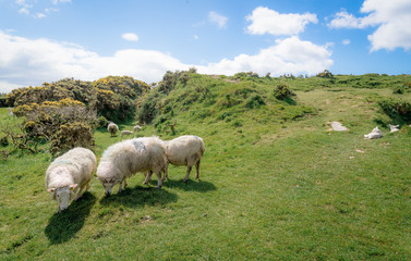 Irish sheep grazing in a green pasture.