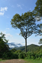 Lone tree in blue sky