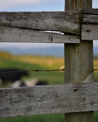 Fence post at sunset in field