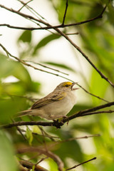 Fototapeta premium Ammodramus aurifrons