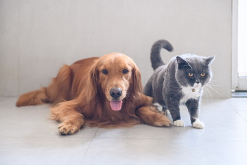 British short hair cat and golden retriever