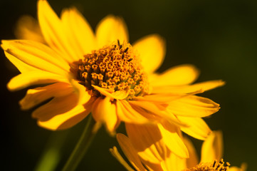 bouquet of bright yellow flowers Heliopsis helianthoides