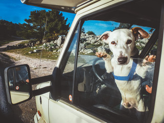Perro Jack Russell en autocaravana.Cazorla. Parque natural en Jaen, Andalucia, España